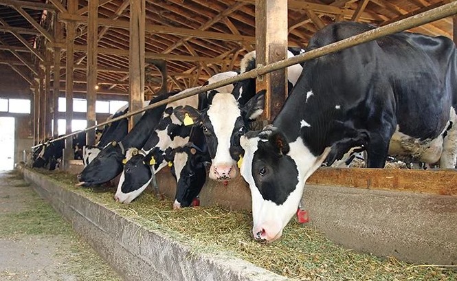Dairy Farm Management