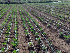 Smart Irrigation System